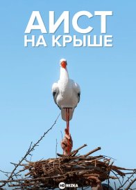 Аист на крыше